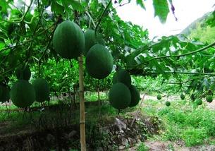 娱乐圈吃瓜百科图片大全